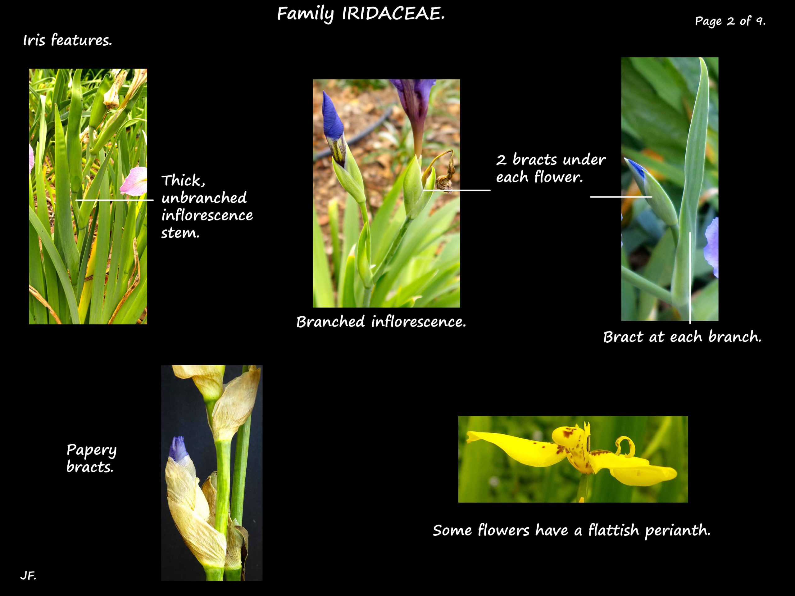 2 Iris inflorescences